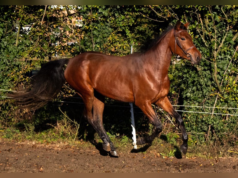 Zangersheide Merrie 4 Jaar 160 cm Bruin in Heusden zolder