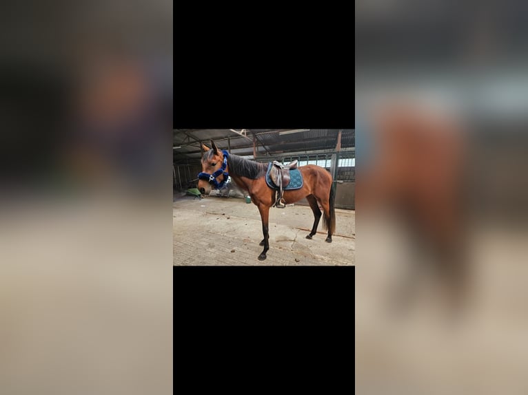 Zangersheide Merrie 4 Jaar 160 cm Bruin in Heusden zolder