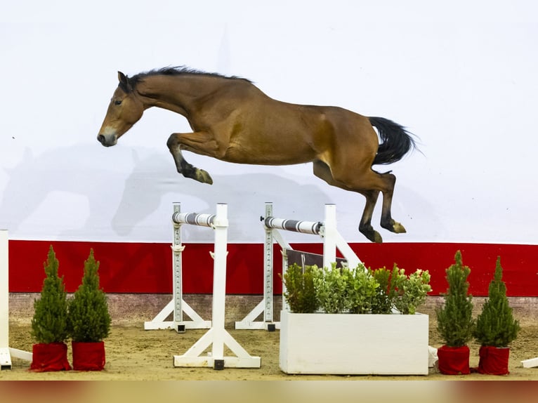 Zangersheide Merrie 4 Jaar 160 cm Bruin in Waddinxveen