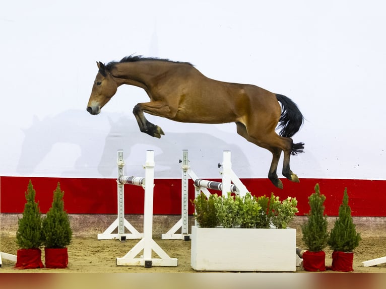 Zangersheide Merrie 4 Jaar 160 cm Bruin in Waddinxveen