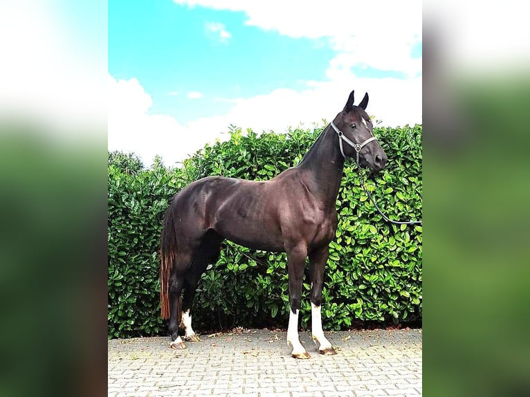 Zangersheide Merrie 4 Jaar 160 cm Donkerbruin in Zwolle
