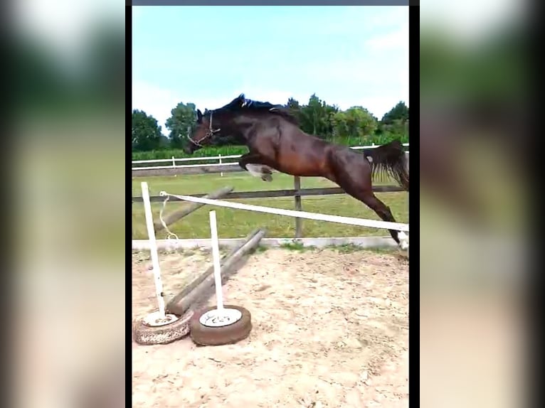 Zangersheide Merrie 4 Jaar 160 cm Donkerbruin in Zwolle