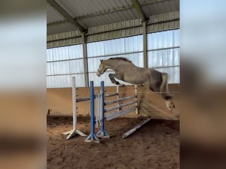 Zangersheide Merrie 4 Jaar 160 cm Schimmel in Lubin
