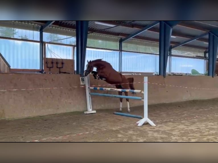 Zangersheide Merrie 4 Jaar 160 cm Vos in Gadow