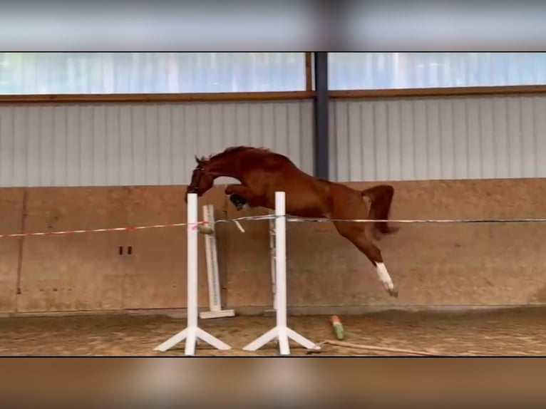 Zangersheide Merrie 4 Jaar 160 cm Vos in Gadow