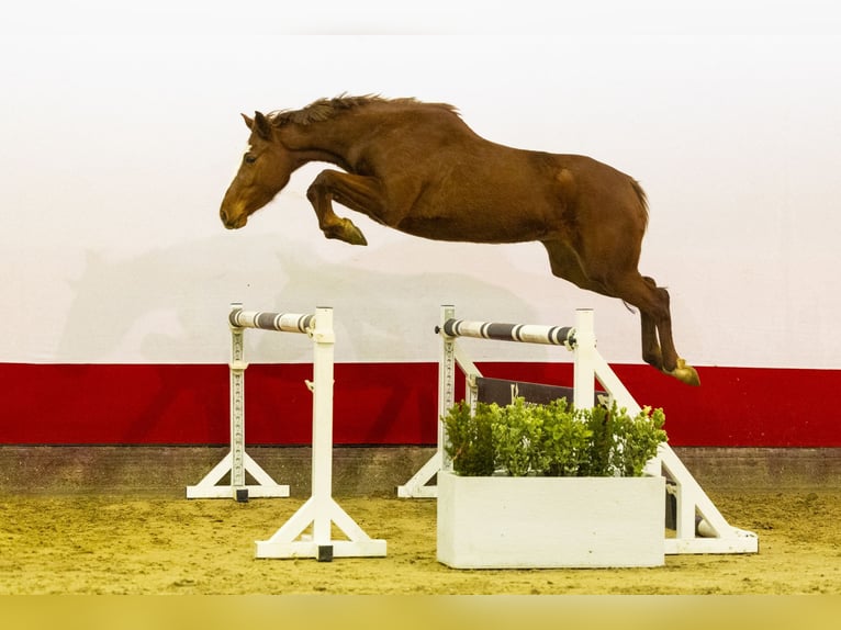 Zangersheide Merrie 4 Jaar 161 cm Bruin in Waddinxveen