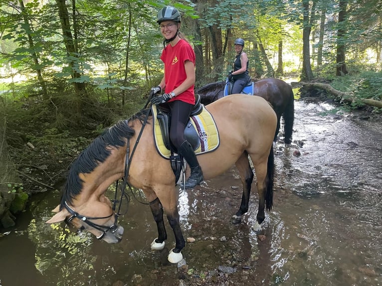 Zangersheide Merrie 4 Jaar 161 cm Buckskin in Frauenstein Zangersheide Merrie 4 Jaar 161 cm Buckskin in Frauenstein