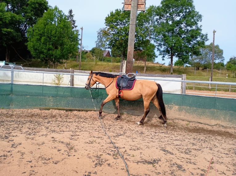 Zangersheide Merrie 4 Jaar 161 cm Buckskin in Frauenstein Zangersheide Merrie 4 Jaar 161 cm Buckskin in Frauenstein