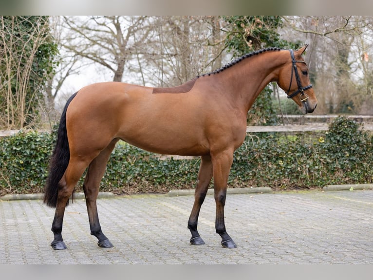 Zangersheide Merrie 4 Jaar 161 cm  in Heerde