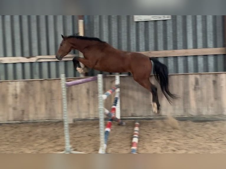 Zangersheide Merrie 4 Jaar 162 cm Bruin in GROTE-BROGEL