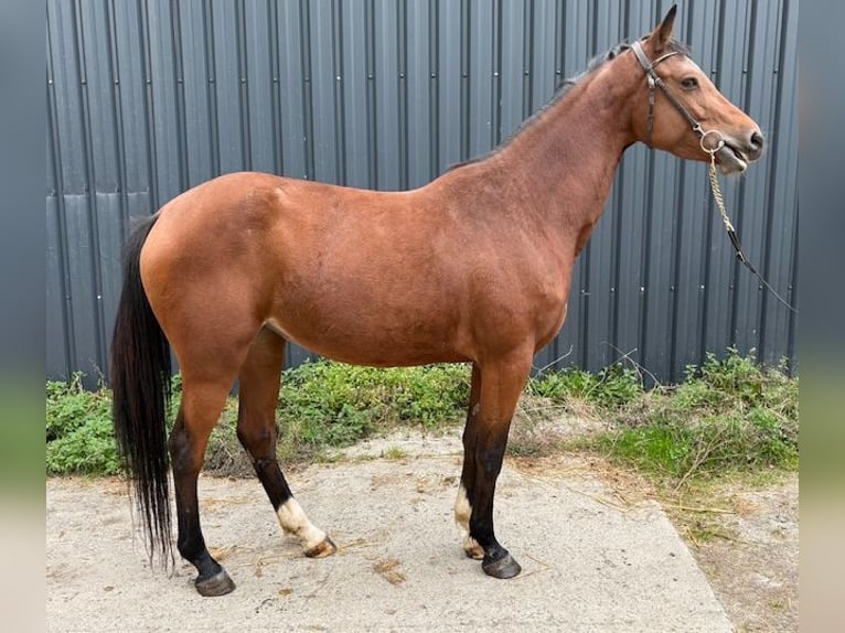 Zangersheide Merrie 4 Jaar 162 cm Bruin in GROTE-BROGEL