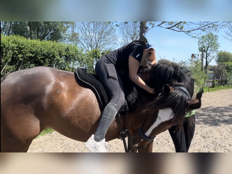 Zangersheide Merrie 4 Jaar 162 cm Donkerbruin in Wittichenau