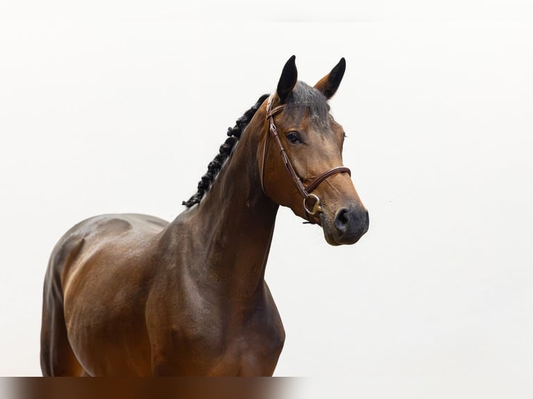 Zangersheide Merrie 4 Jaar 162 cm Donkerbruin in Waddinxveen