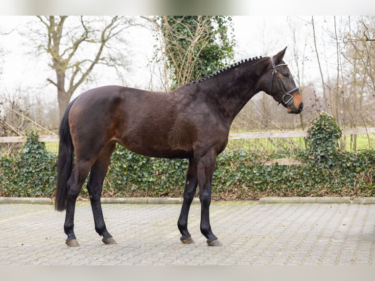 Zangersheide Merrie 4 Jaar 162 cm  in WK Heerde