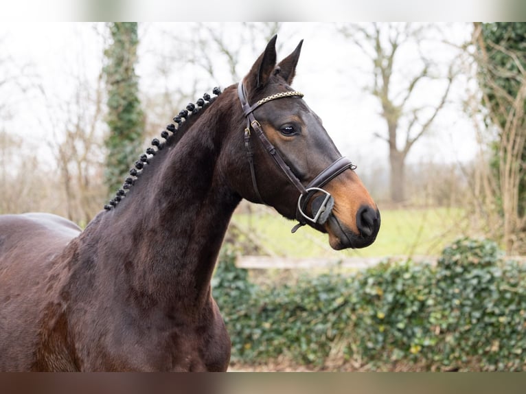Zangersheide Merrie 4 Jaar 162 cm  in WK Heerde