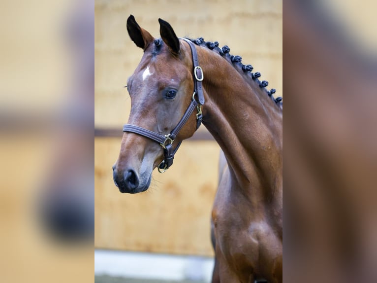 Zangersheide Merrie 4 Jaar 163 cm Roodbruin in Kinrooi