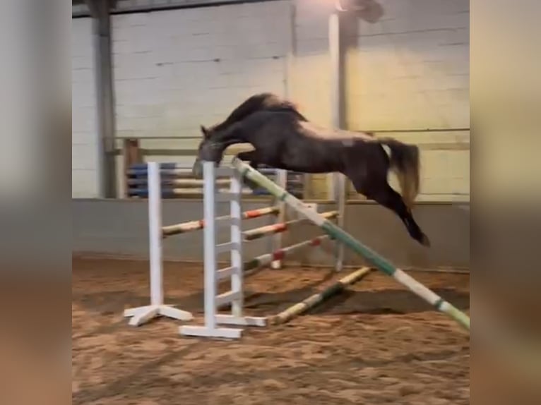 Zangersheide Merrie 4 Jaar 163 cm Schimmel in Stein