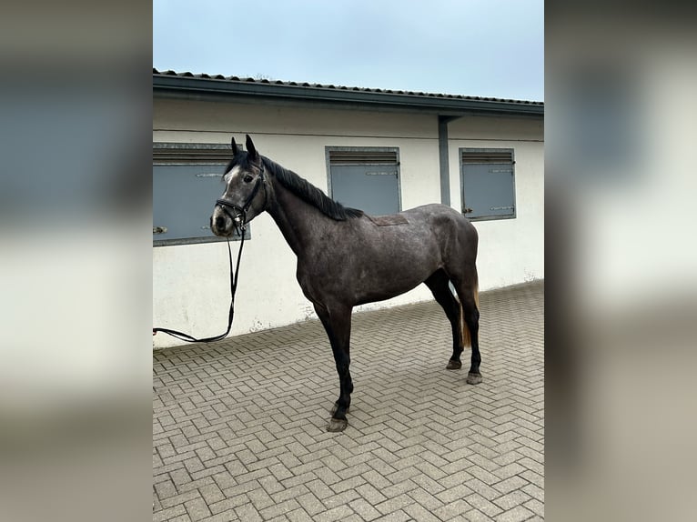 Zangersheide Merrie 4 Jaar 163 cm Schimmel in Stein