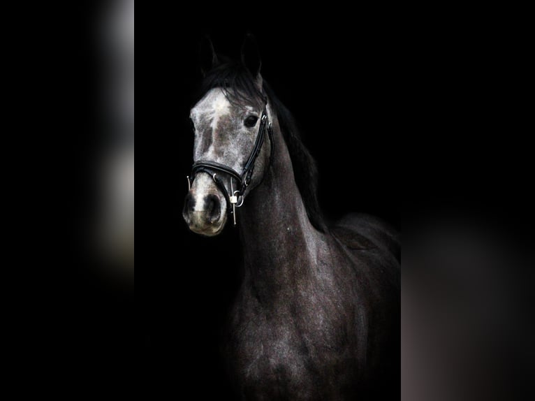 Zangersheide Merrie 4 Jaar 163 cm Schimmel in Stein