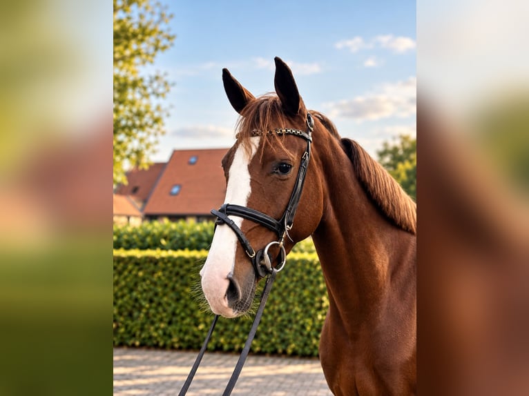 Zangersheide Merrie 4 Jaar 163 cm Vos in Waltrop