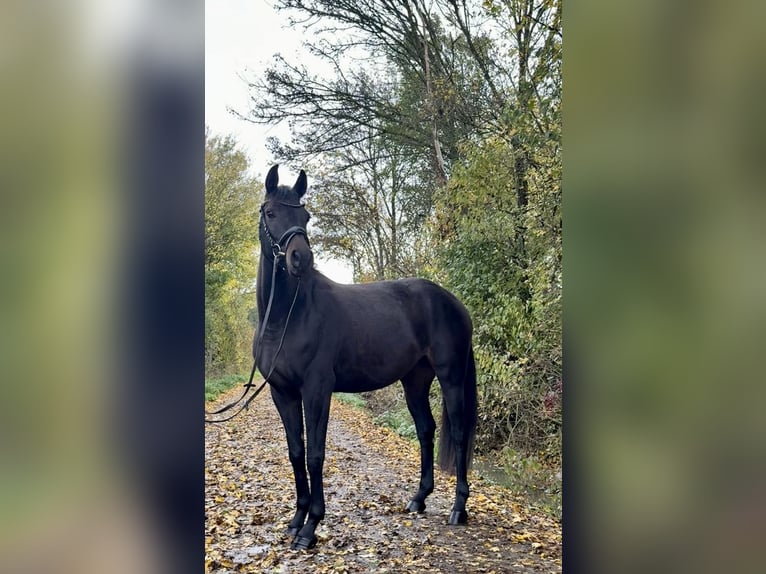 Zangersheide Merrie 4 Jaar 163 cm Zwartbruin in Roeser