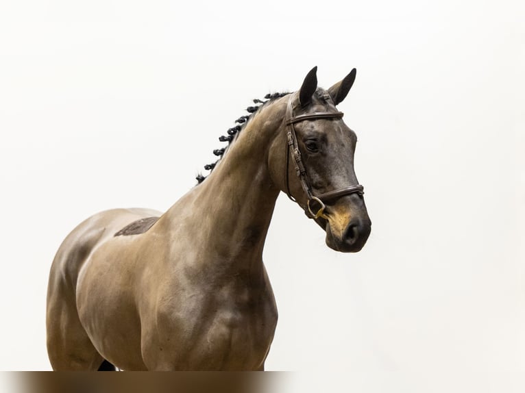 Zangersheide Merrie 4 Jaar 163 cm Zwartbruin in Waddinxveen