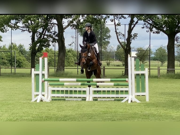 Zangersheide Merrie 4 Jaar 164 cm Bruin in Hoya