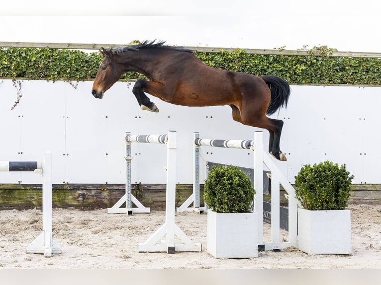 Zangersheide Merrie 4 Jaar 164 cm Bruin in Waddinxveen
