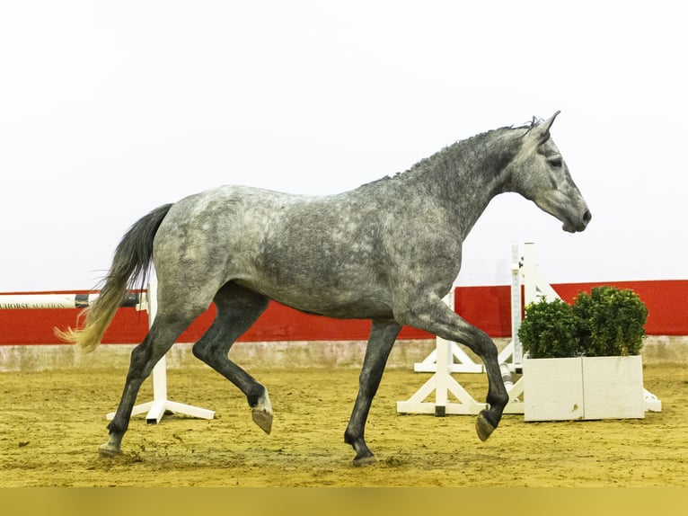 Zangersheide Merrie 4 Jaar 164 cm  in Waddinxveen