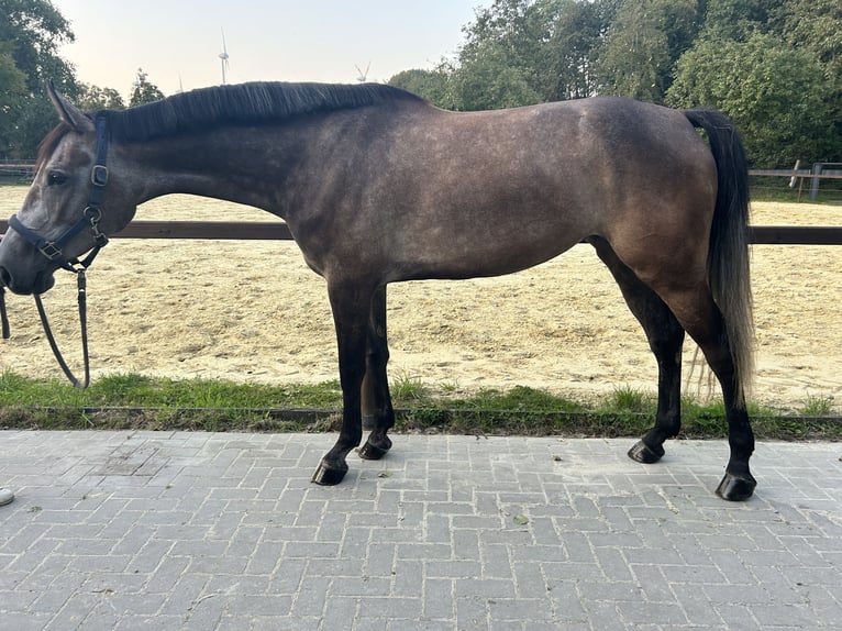 Zangersheide Merrie 4 Jaar 165 cm Brown Falb schimmel in HeeK