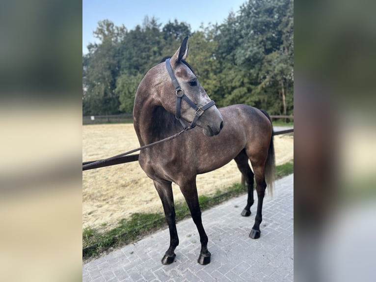 Zangersheide Merrie 4 Jaar 165 cm Brown Falb schimmel in HeeK