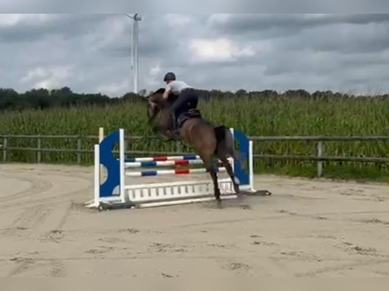 Zangersheide Merrie 4 Jaar 165 cm Brown Falb schimmel in HeeK