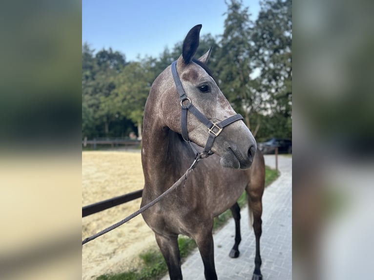 Zangersheide Merrie 4 Jaar 165 cm Brown Falb schimmel in HeeK