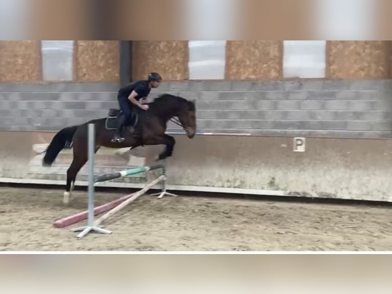 Zangersheide Merrie 4 Jaar 165 cm Bruin in BucBavilliers