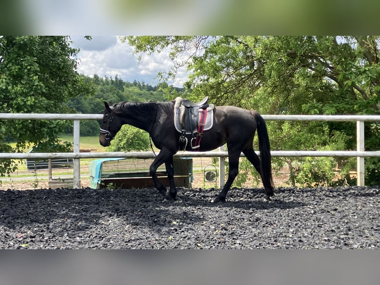 Zangersheide Merrie 4 Jaar 165 cm Donkerbruin in Neckargemünd