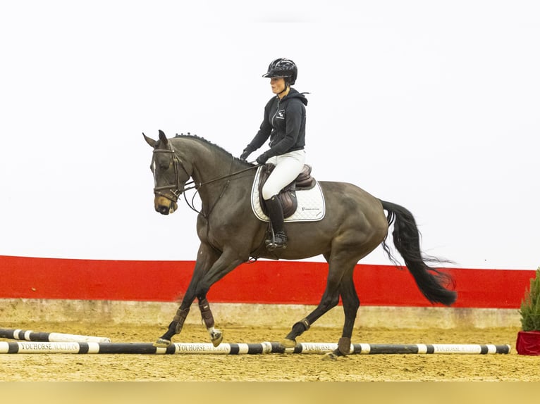 Zangersheide Merrie 4 Jaar 165 cm Donkerbruin in Waddinxveen