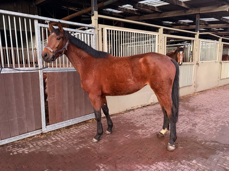 Zangersheide Merrie 4 Jaar 166 cm Bruin in Schwalmtal