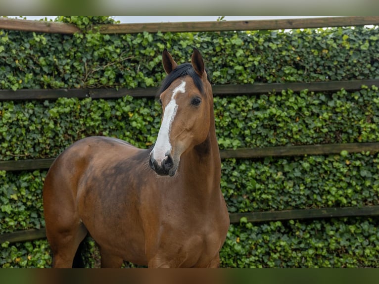 Zangersheide Merrie 4 Jaar 166 cm Bruin in Waddinxveen