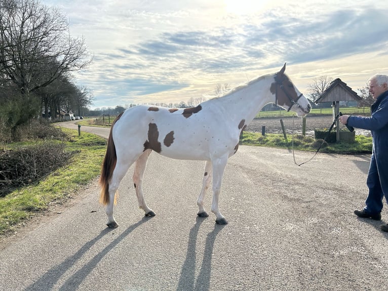 Zangersheide Merrie 4 Jaar 166 cm in Holten
