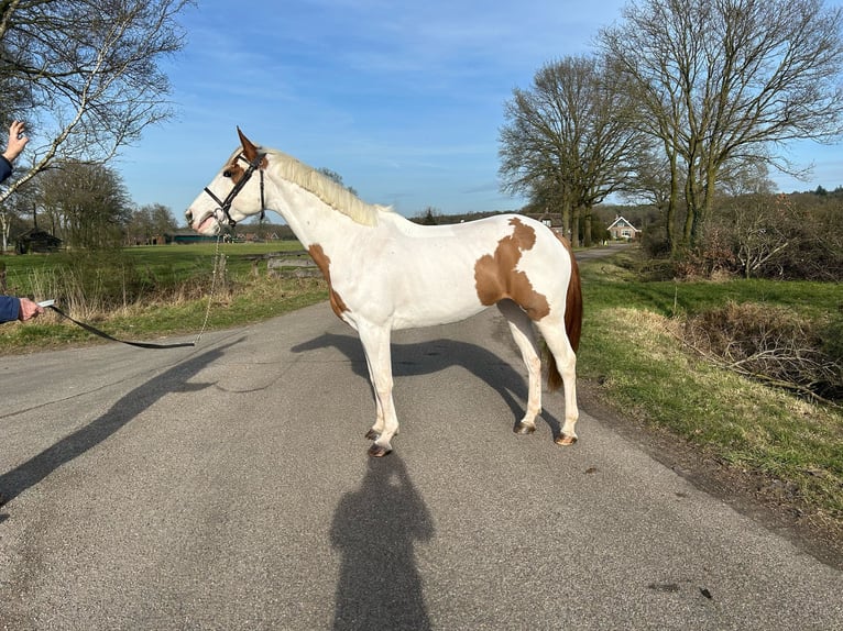 Zangersheide Merrie 4 Jaar 166 cm in Holten
