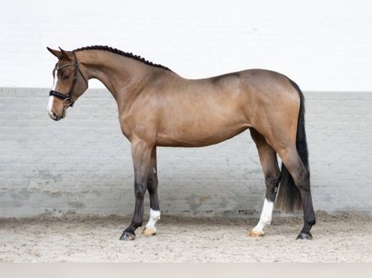 Zangersheide Merrie 4 Jaar 167 cm Bruin in Heerde