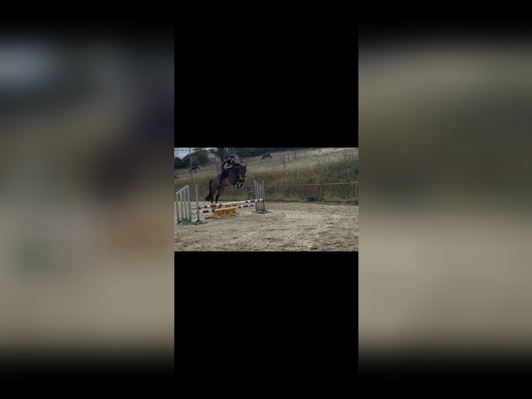 Zangersheide Merrie 4 Jaar 167 cm Donkerbruin in Velbert