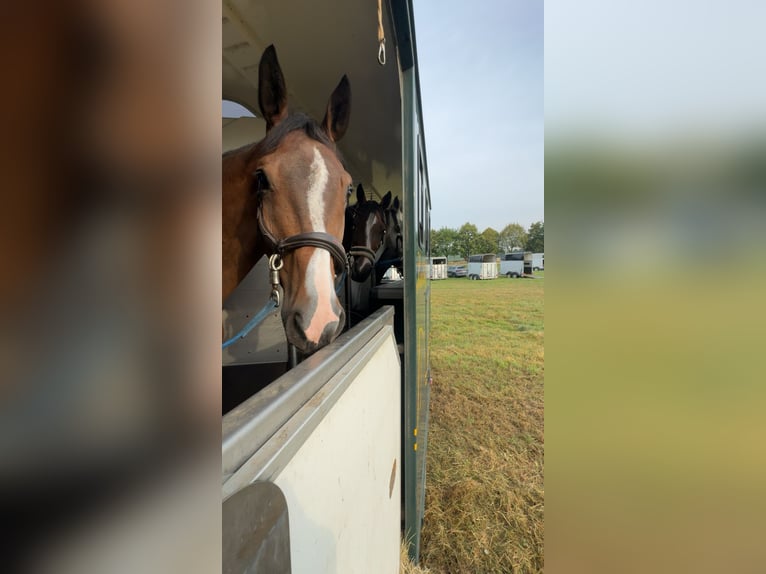 Zangersheide Merrie 4 Jaar 167 cm Donkerbruin in Velbert