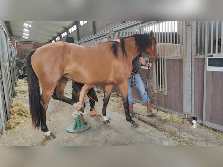 Zangersheide Merrie 4 Jaar 167 cm Lichtbruin in Maarkedal