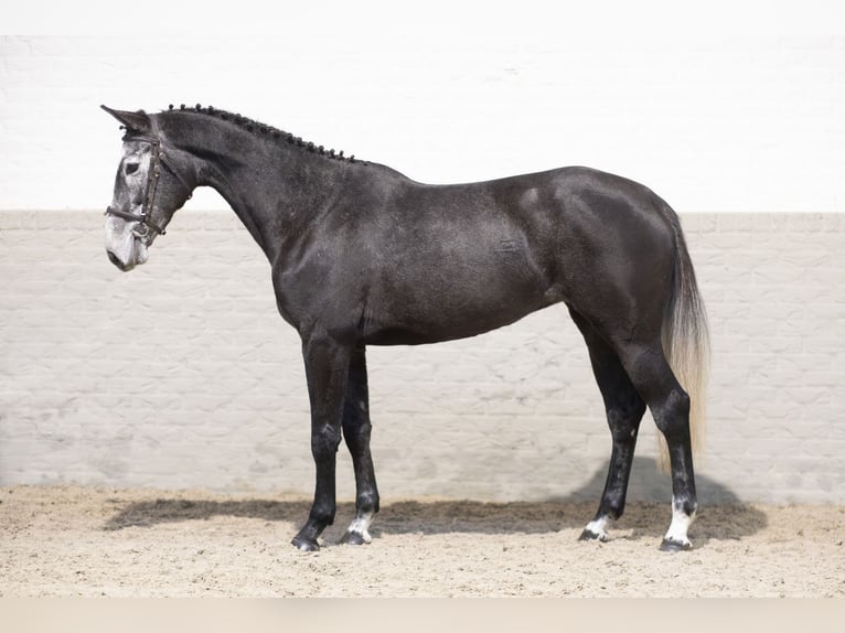 Zangersheide Merrie 4 Jaar 167 cm Schimmel in Heerde