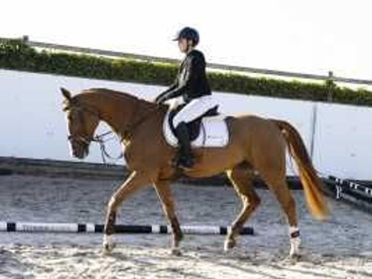 Zangersheide Merrie 4 Jaar 167 cm Vos in Waddinxveen