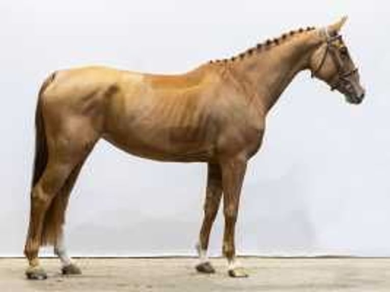 Zangersheide Merrie 4 Jaar 167 cm Vos in Waddinxveen