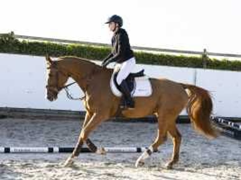 Zangersheide Merrie 4 Jaar 167 cm Vos in Waddinxveen