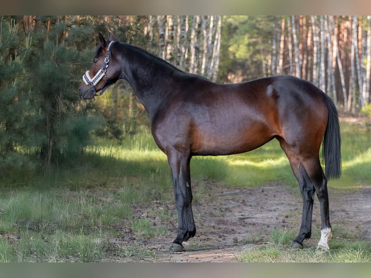 Zangersheide Merrie 4 Jaar 168 cm Donkerbruin in Zielona G&#xF3;ra