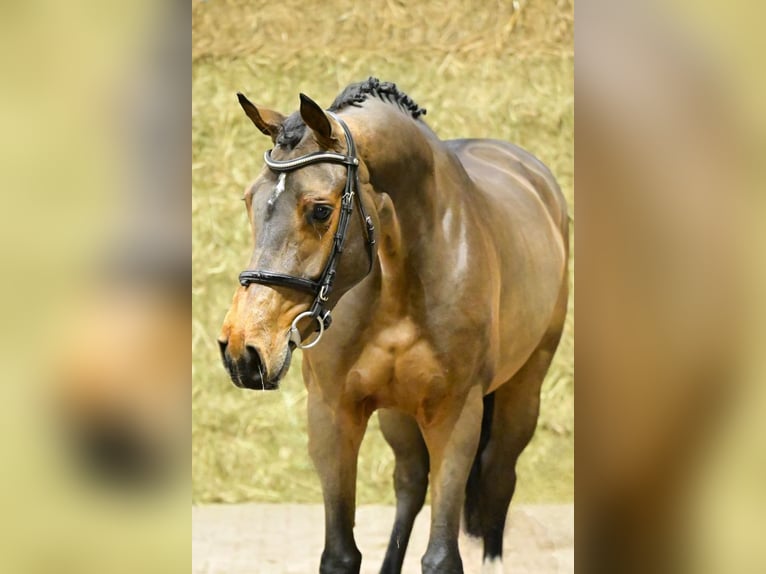 Zangersheide Merrie 4 Jaar 168 cm Donkerbruin in Bladel